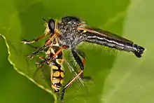 Assassin fly.