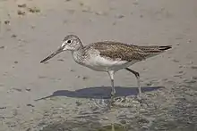 ... pale green (Common greenshank, T. nebularia), ...