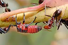 Worker with a common jassid nymph