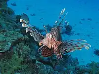 Common lionfish at Sataya reef (Red Sea)