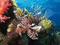 Common lionfish near Dunraven wreck (Red Sea)