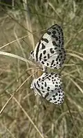 Mating pair at IIT Madras, Chennai