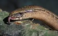 A slow worm