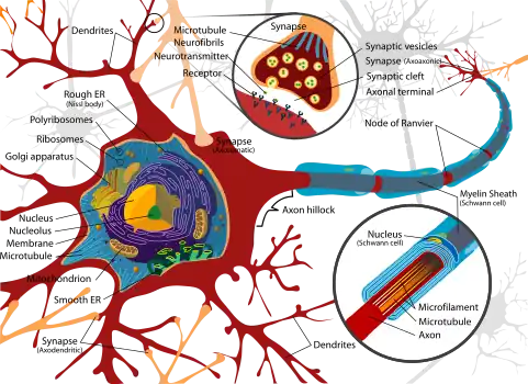 Complete neuron cell diagram