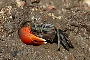 Compressed fiddler crabTubuca coarctata male in Rinca, Indonesia