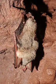 The image depicts a bat hanging from a cave wall.