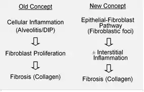 Pathobiology of IPF