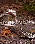 Naja nana, Congo dwarf water cobra