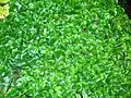 The Liverwort Conocephalum conicum on a rock in the Caaf Water.