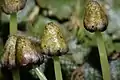 Conocephalum salebrosum, sporophytes (black) hanging beneath the umbrella-shaped, stalked archegoniophores