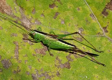 Conocephalus fuscus(Conocephalinae)