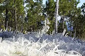 Frosted alpine forest in Constanza.