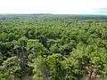 The Landes forest in Contis