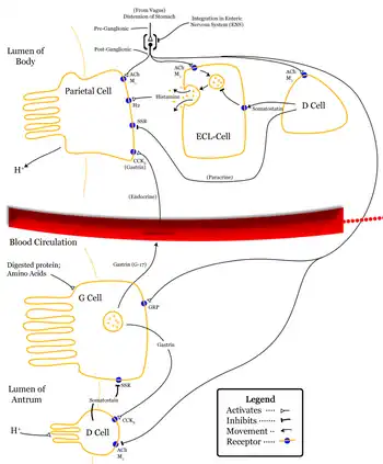 Gastric acid regulation