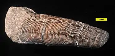 Conulariid from the lower Carboniferous of Indiana