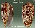 Conus geographus Linnaeus, C., 1758