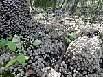 Coprinus disseminatus; commonly known as "fairy inkcap" or "trooping crumble cap”