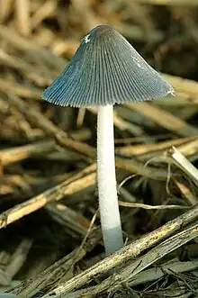 as they get older, the fruiting body changes from white to silver gray, then to gray-brown and gray-black