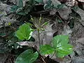 Foliage and seed pods