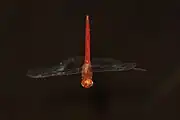 Male flying