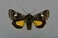 Small dark yellow underwingCoranarta cordigeraHadeninae