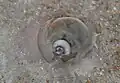 Shark eye moon snail Neverita duplicata in a shallow water on a sand bar