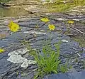 Stem leaves are few and basally disposed