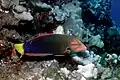 Yellowtail wrasse, Coris gaimard, Hawaii