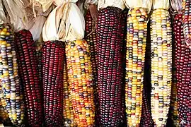 Maize ears