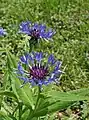 Cornflower (Centaurea cyanus)