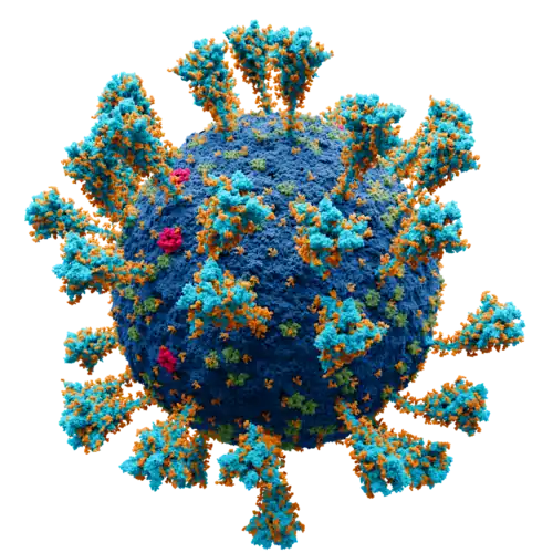 Scientifically accurate atomic model of the external structure of SARS-CoV-2. Each "ball" is an atom.