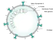 Figure of a spherical SARSr-CoV virion showing locations of structural proteins forming the viral envelope and the inner nucleocapsid