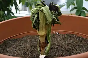 Plant finishing blooming, showing the male and female flowers at the base of the spadix