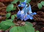 Corydalis ambigua