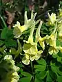 Corydalis bracteata