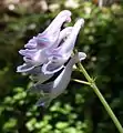 Corydalis linstowiana