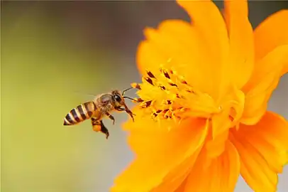 Cosmos sulphureus with bee