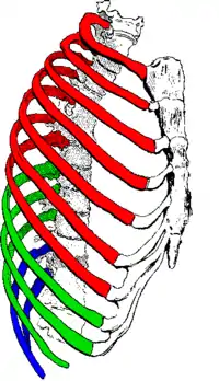   true / fixed ribs   false ribs  false and floating ribs