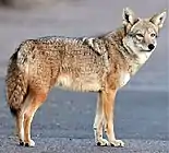 Gray and brown canine on road