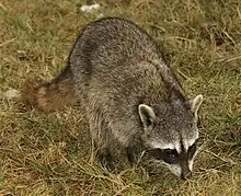 Gray procyonid with black and white face markings in grass