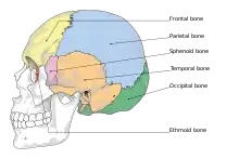 Cranial bones.