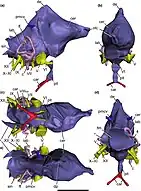 Blue 3D model of a brain