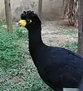 Eastern black curassow (C. a. alector)Note light bill. Cere is orange-red in western subspecies.