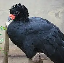 Adult male red-billed curassow (C. blumenbachii)Note crimson cere and lack of pronounced bill knob