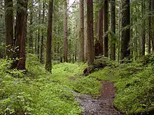 A foot path runs through forest with shrubs and many tall trees.