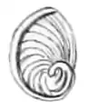 Example of an oligogyrous spiral in Cremnoconchus syhadrensis