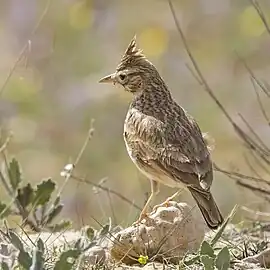 G. c. carthaginis, Tunisia