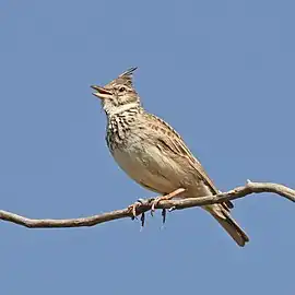 G. c. kleinschmidti, Morocco