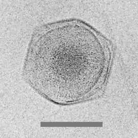 Cryo-EM image of the CroV giant marine virus(scale bar represents 200 nm)