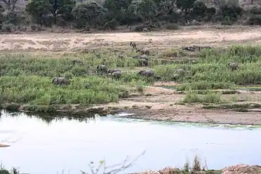 View of the river from Marloth Park